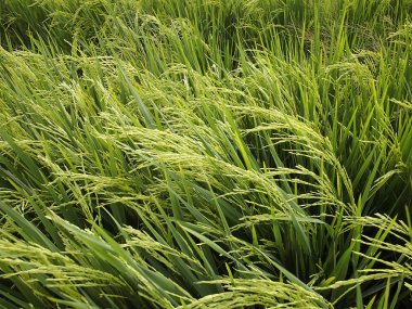 Yeşil çeltik tarlası