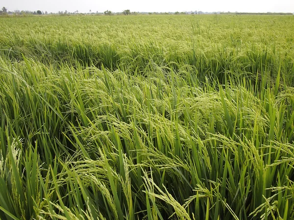 Green Paddy field — Stock Photo, Image