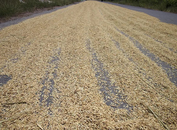 Paddy rice being dried on road in countryside — Stock Photo, Image