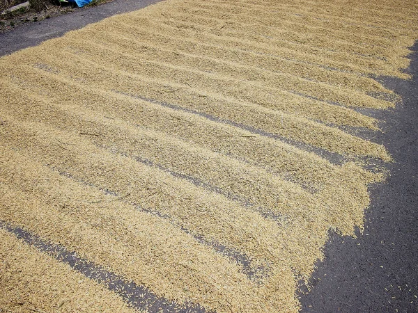 Paddy rice being dried on road in countryside — Stock Photo, Image