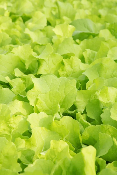 Salat wächst in Hydroponik-System — Stockfoto