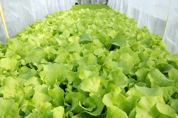 Sallad växa i hydroponics system — Stockfoto