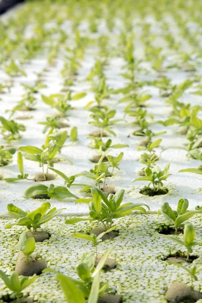 Junge Girlanden Chrysanthemen glühen in Hydroponik-System — Stockfoto