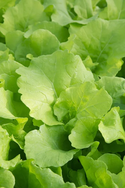 Salat wächst in Hydroponik-System — Stockfoto