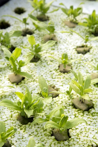 Junge Girlanden Chrysanthemen glühen in Hydroponik-System — Stockfoto