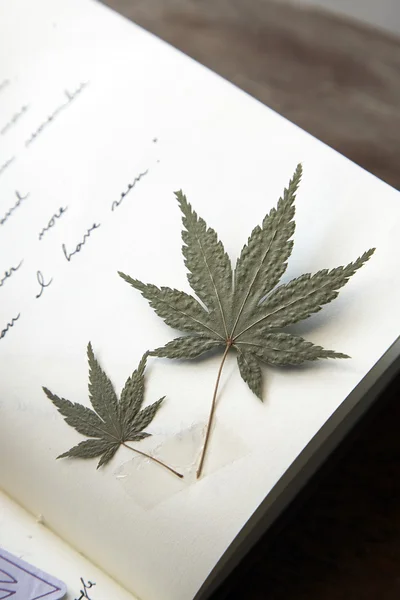 Casal folhas de bordo secas em livro de notas Fotografia De Stock