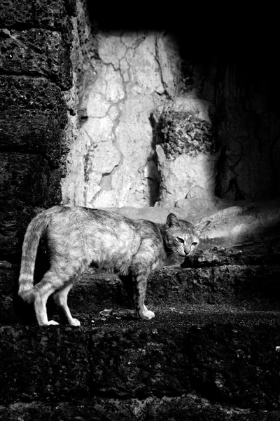 Stray gato no fundo da parede em preto e branco — Fotografia de Stock