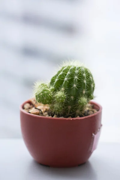 Suculenta decoración en maceta al lado de la ventana — Foto de Stock