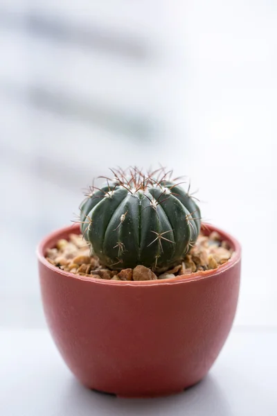 Decoração de panela suculenta no lado da janela — Fotografia de Stock