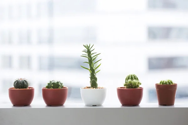 Saftige Töpfe schmücken Fenster im Büro — Stockfoto