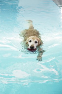 Kırmızı top havuzu yüzme altın geri almak