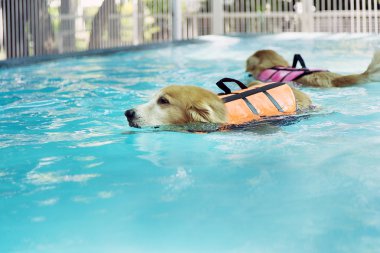 Havuzda altın geri almak