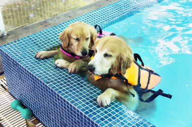 İki Golden Retriever dinlenme Havuzu