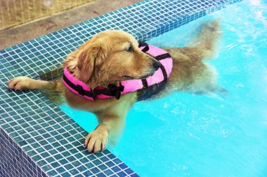 Havuzda altın geri almak