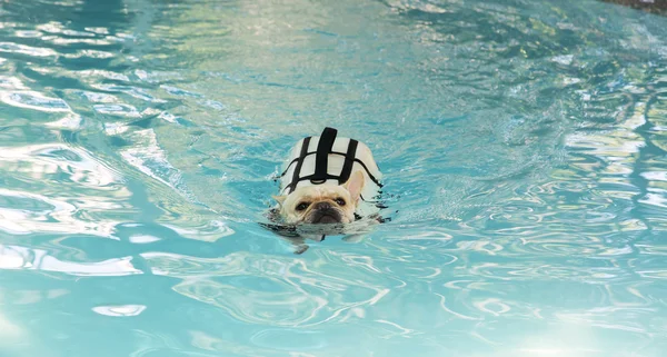 Boğa köpek Yüzme Havuzu içinde Fransız — Stok fotoğraf