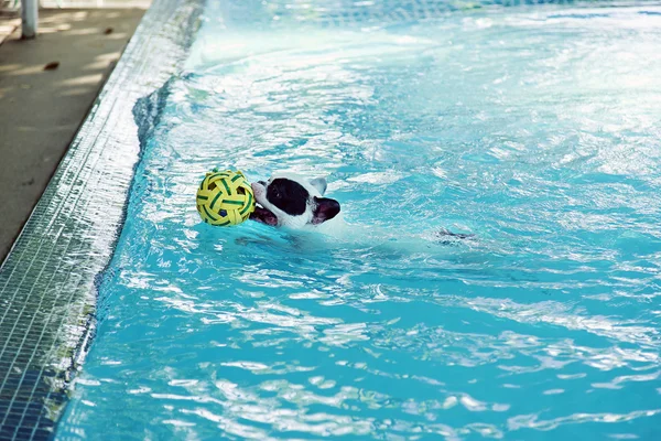 French Bull dog swimming in pool — Stock Photo, Image