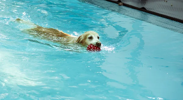 Golden retriever nadando na piscina com bola vermelha — Fotografia de Stock