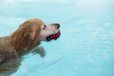 Kırmızı top havuzu yüzme altın geri almak