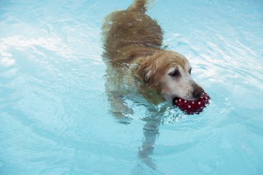 Kırmızı top havuzu yüzme altın geri almak