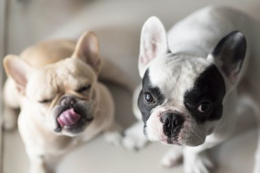 Fransız buldozer sit ve seyir