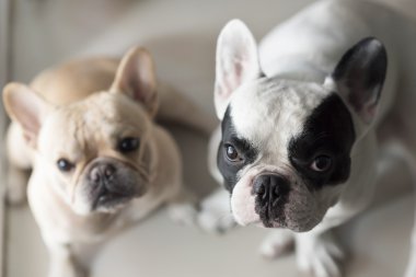 Fransız buldozer sit ve seyir