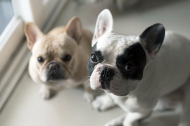 Fransız buldozer sit ve seyir