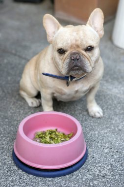 Fransız buldozer komutun yemek için bekliyor