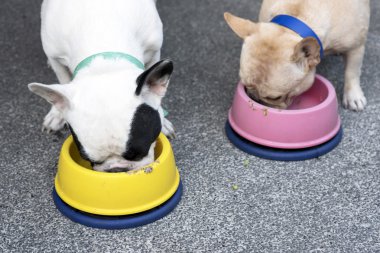 İki Fransız buldozer yemek yiyecek, yakın çekim