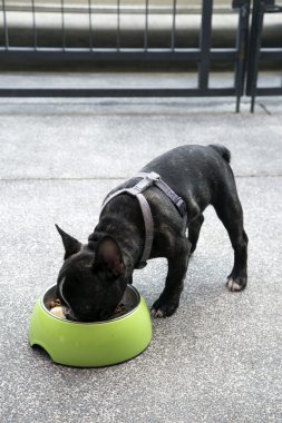 Fransız bulldog köpek yavrusu yemek yeme