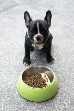 Fransız bulldog köpek yemek emrimi bekliyor