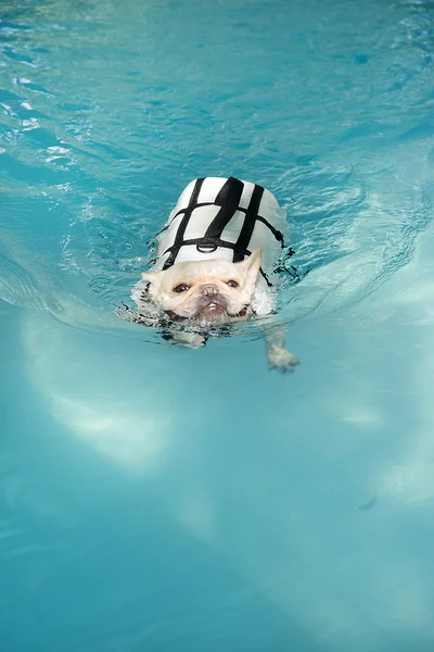 Perro toro francés nadando en piscina — Foto de Stock