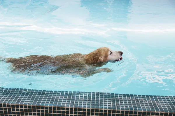 Golden retriever nadando na piscina com bola vermelha — Fotografia de Stock