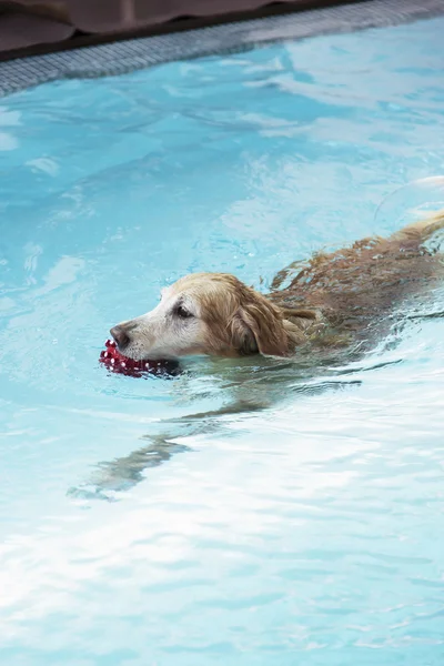 Zlatý retrívr, plavání v bazénu s červenou kouli — Stock fotografie