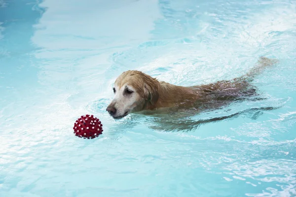 Zlatý retrívr, plavání v bazénu s červenou kouli — Stock fotografie