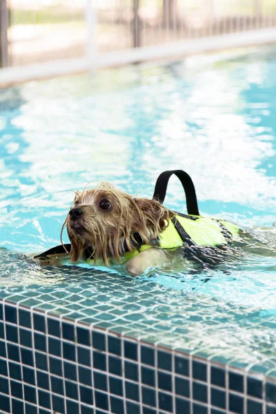 Yorkshire-Terrier nadando na piscina — Fotografia de Stock