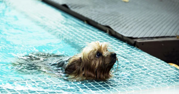 Yorkshire-Terrier nadando na piscina — Fotografia de Stock