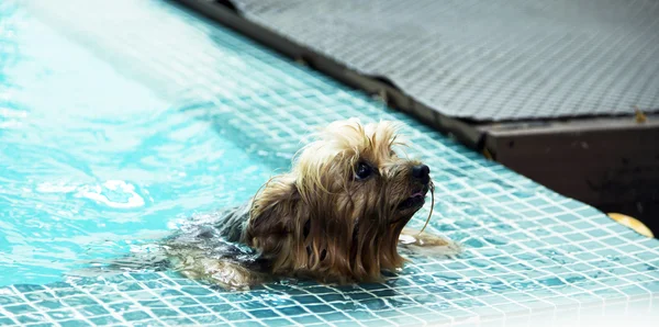Jorkšírský teriér-plavání v bazénu — Stock fotografie