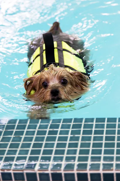 Yorkshire-Terrier nadando na piscina — Fotografia de Stock