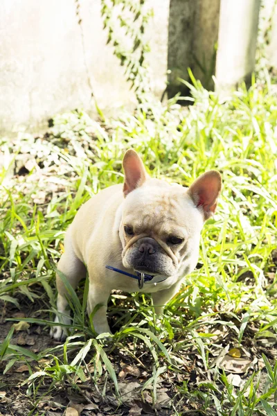 Little french bulldog pooping at grass field — Stock Photo, Image