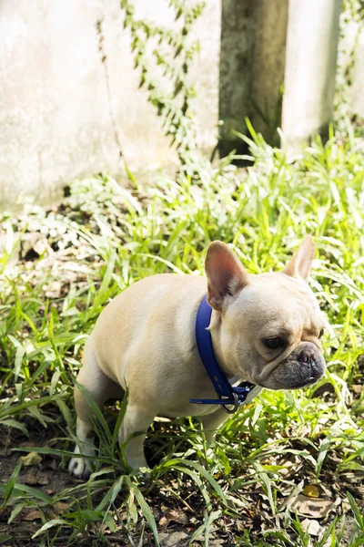 Little french bulldog pooping at grass field — Stock Photo, Image