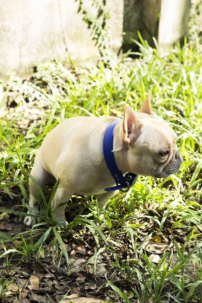 Pequeno buldogue francês cagando no campo de grama — Fotografia de Stock