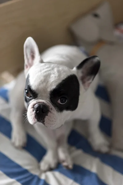 Bouledogue français assis et regardant — Photo