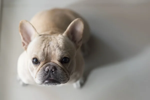 Bouledogue français assis et regardant — Photo