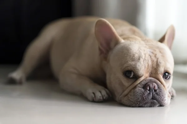 法国斗牛犬躺在地板上，看 — 图库照片