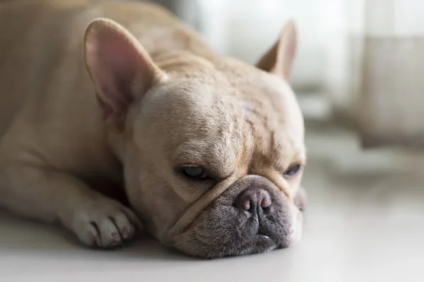 Buldogue francês deitado no chão e olhando — Fotografia de Stock