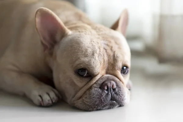 Buldogue francês deitado no chão e olhando — Fotografia de Stock