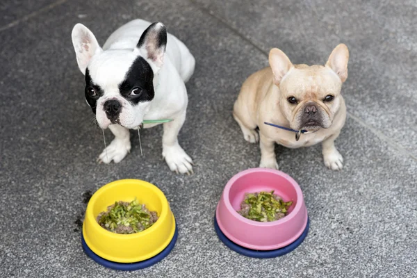 Dois bulldogs franceses à espera de ordem para comer — Fotografia de Stock