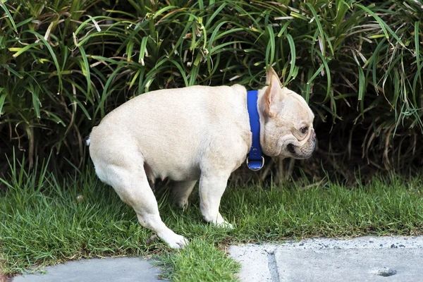 Pequeno buldogue francês cagando no campo de grama — Fotografia de Stock