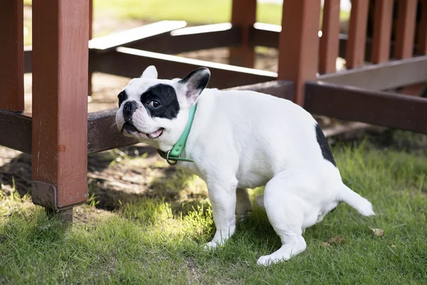 Buldogue francês cagando no campo de grama — Fotografia de Stock