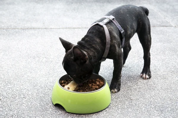 Cachorro buldogue francês comer alimentos — Fotografia de Stock